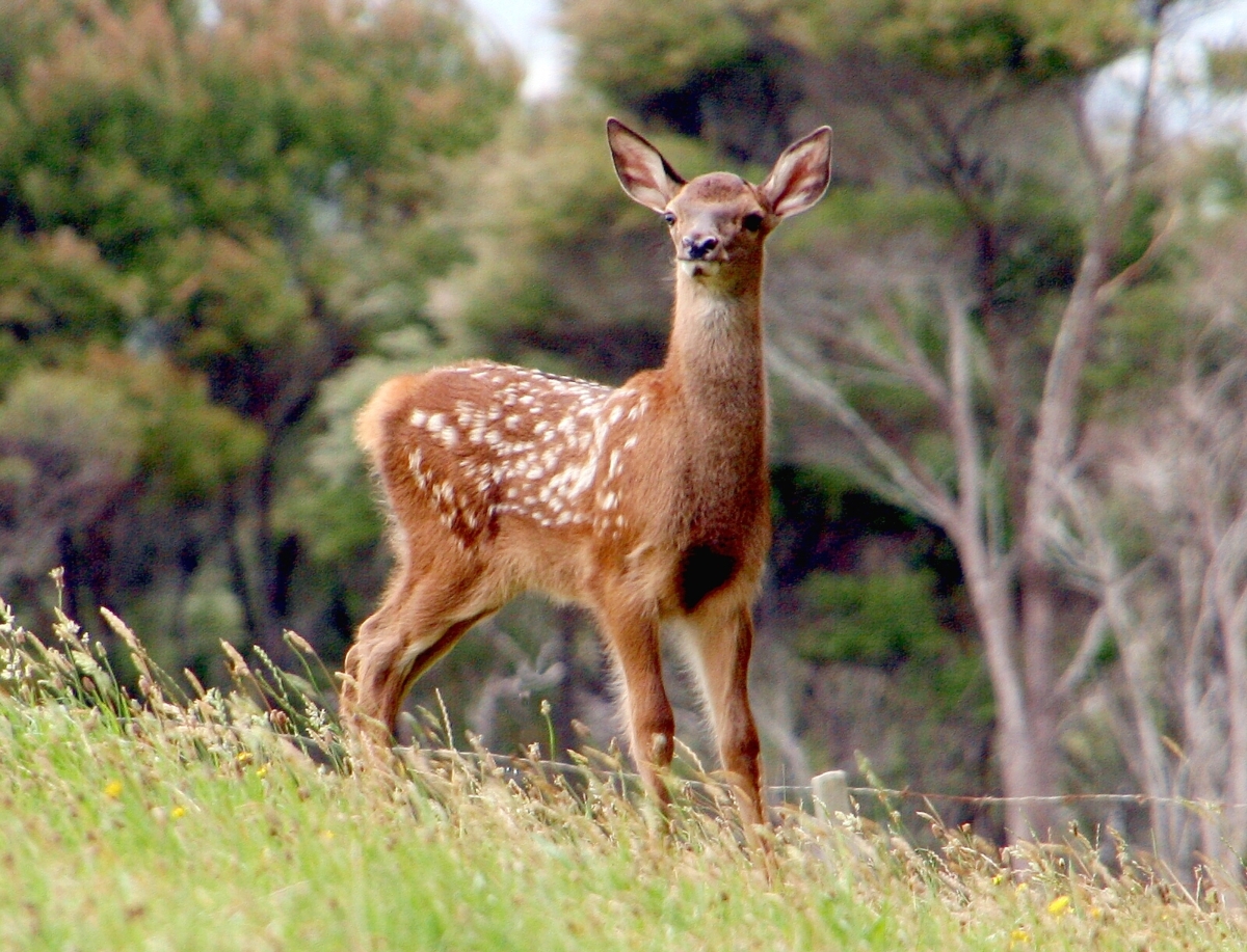 alert fawn alert fawn